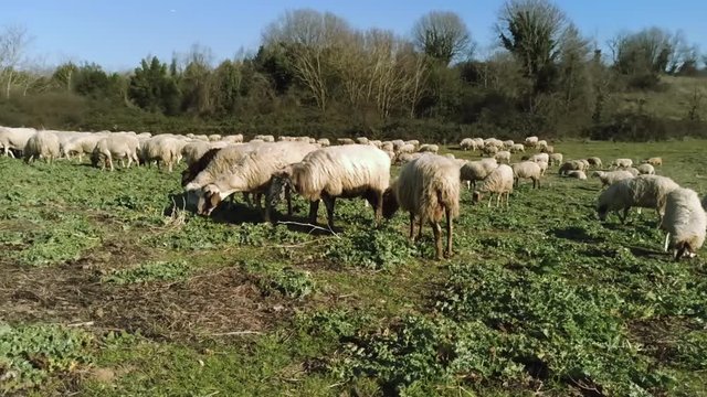 Pecore al pascolo