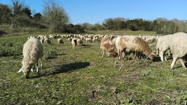 Pecore al pascolo