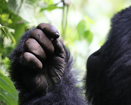 The hand of a gorilla