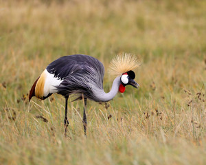 Gray-crowned Crane in Africa
