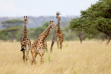 Giraffe walking in a field