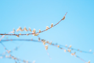 Willow catkins over blue clear sky. Nature scenic background.
