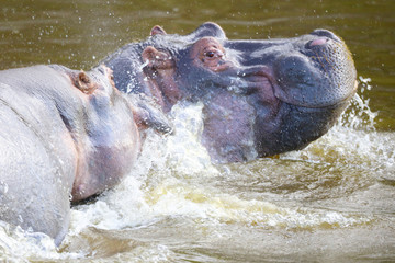 Happy hippo in the water