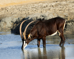 Fototapeta premium Sable having a drink of water