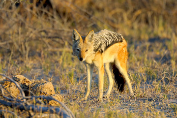 Jackal at sunset in Africa