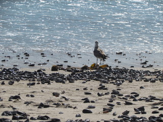 seagull on the beach
