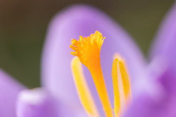 Closeup of a purple crocus blossom in the garden