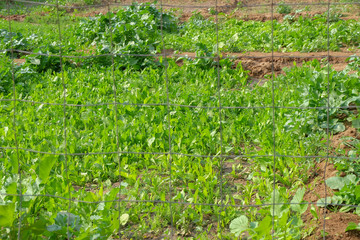 Fototapeta na wymiar Choy sum is planted in a vegetable garden.