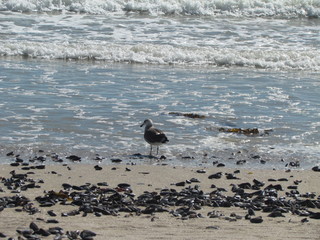 seagull on beach