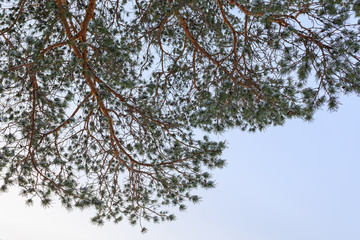 Frost pine tree branch at winter day