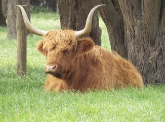 highland cow  sit on a green grass background.long horn  highland cow.australia casttle