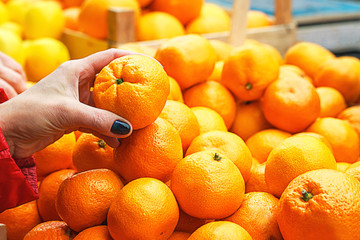 Female choosing the best orange at the green market or farmer's market.