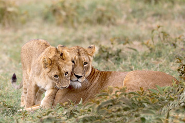 Mother and cub lions