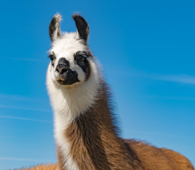 WIlDLIFE, FARM, GERMANY - A portrait of a llama, it lives in a pasture in Deckenbach Germany, on a sunny day and no clouds in the sky. © Copula