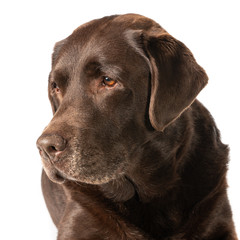 Fototapeta premium Portrait of a dark brown labrador dog against a white background (1x1)