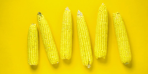 Corn on yellow background. Flat lay and top view