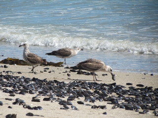seagulls on the beach