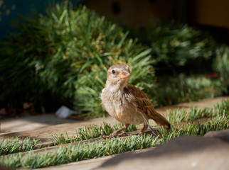 little sparrow in a grass and wood
