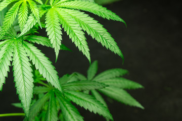 Closeup marijuana leaves on black background, Cannabis on a dark background,