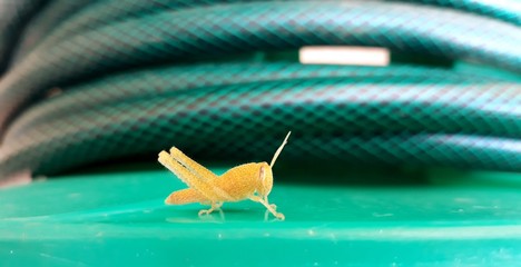 Small yellow grasshopper seen on a garden hose