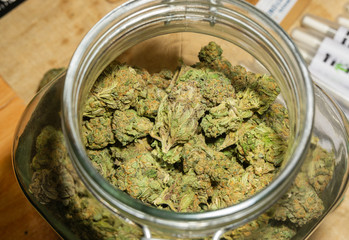 Close up detail of cannabis buds (ob reaper strain) on glass jar