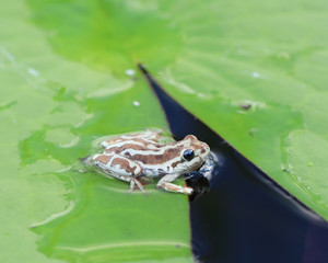 Frog on a lily pad 