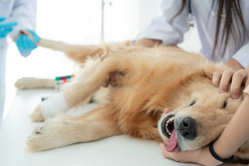 Dog anesthesia with veterinary treatment. Sick Golden Retriever dog in the veterinary clinic....