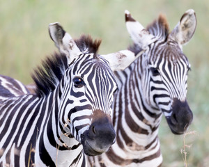 Fototapeta na wymiar Looking at you! Zebras looking!