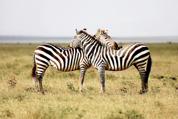 Fototapeta na wymiar Zebras in the Serengeti