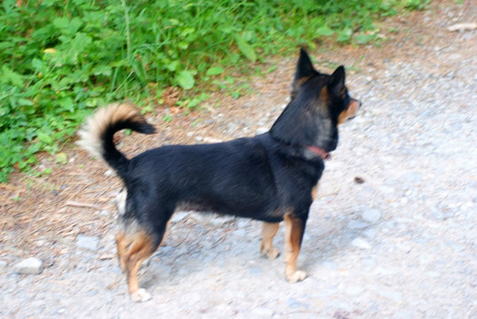 cane di piccola taglia