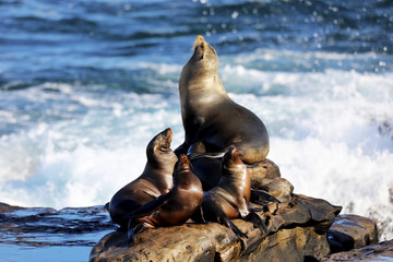 Fototapeta premium Seals showing their stuff!