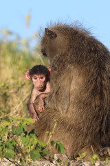 Mother and baby baboon
