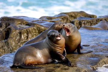 Fototapeta premium I said NO! Seals by the ocean