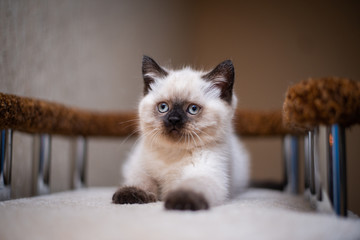 kitten scottish british cat burma munchkin animals