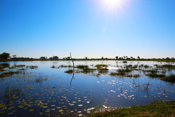 Okavango Delta in Botswana, Africa