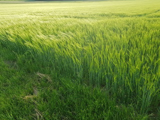 field of green wheat