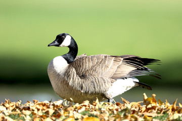 goose sitting on leaves