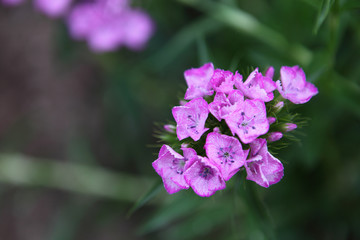 flores silvestres de color fucsia