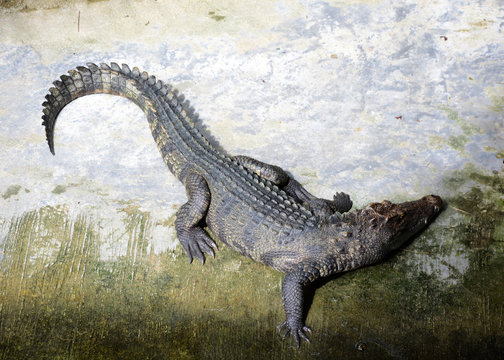 Crocodile on concrete floor top view. Photo image.