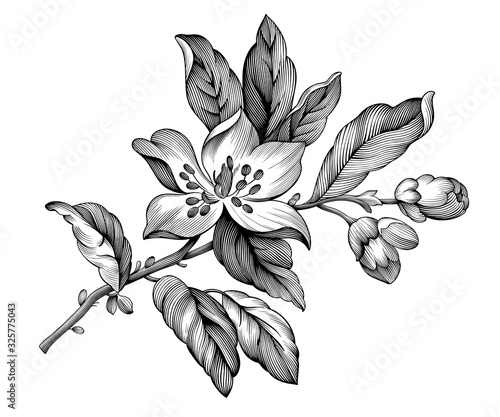 Fototapete Apple Blossom Engraved Vintage Floral Spring Branch Flowers Sakura Cherry Rose Black And White Botanical Illustration Vector Filigree Baroque Tattoo Hisunnysky