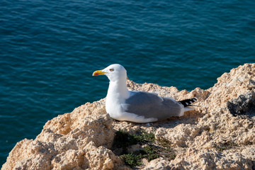 a seagull on a rocky seashore, close up
