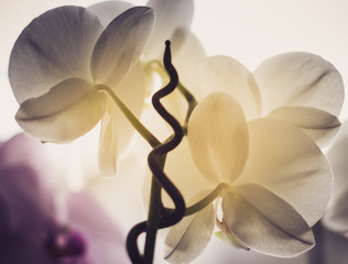 ORCHIDS 