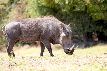 Warthog in the grass