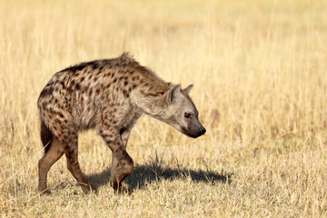 Hyena in Africa
