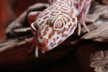 gecko