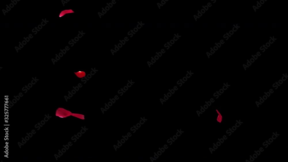 Poster rose petal falling.2 clip start to end and loop animation .element footage.easy to change color. thi