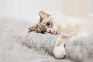 Gardinen Tabby cat lying in a soft blanket © OlgaOvcharenko