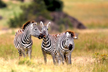Kissing zebras in Africa