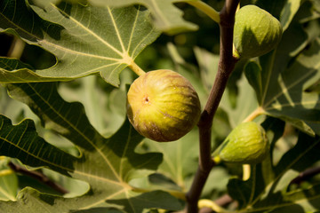 ripe figs weigh on a bush