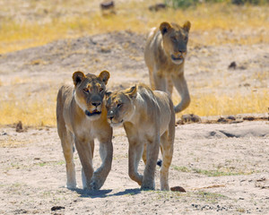 Lions walking casually rubbing heads together